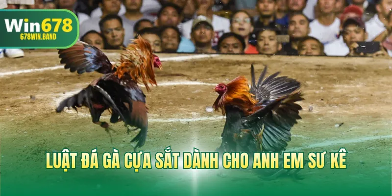 Luật đá gà cựa sắt dành cho anh em sư kê